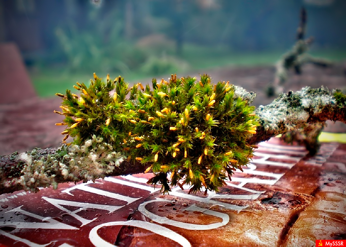   (Polytrichum),  ...      ))