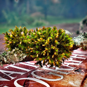   (Polytrichum),  ...      ))